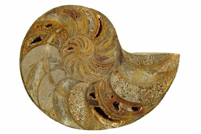 Cut & Polished Jurassic Nautilus Fossil (Half) - Madagascar #339271